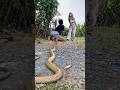 Saat Vebby Butuh Bantuan... King Cobra Langsung Hadir! #shortvideo #shotrs #snake