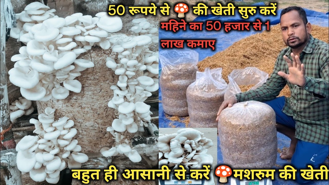 ठंडी मे आयेस्टर 🍄मशरुम की खेती, Oyestar mushroom ki kheti kaise karen, muahroom की खेती कैसे कर करें