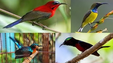 Kicau Kolibri - (Masteran Versi V Kompilasi Suara Kolibri)