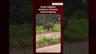 Omkar Elephant spotted on Tambose national highway