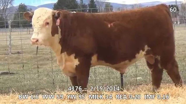 Lot 60 ~ H5 2185 Domino 4176 1ET