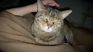 A cat that thinks the top of its owner's stomach is its own bed...