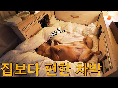 강아지랑 차박하면 위험해요