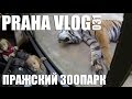 Пражский зоопарк! Один из самых лучших зоопарков Европы! Praha Vlog 031