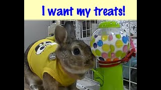 Bunny and his gumball machine treats. Teach your rabbit a trick.