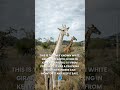 Last White Giraffe Protected