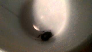 A small beetle