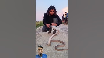 Cách bắt rắn hổ mang bằng co ống nước an toàn và hiệu quả #snake