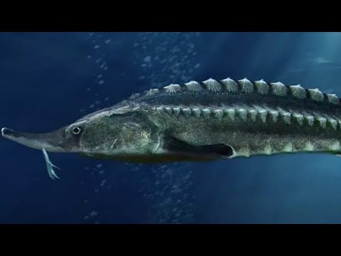Осетр - интересные факты