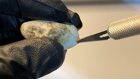 Tricolor Hognose Egg Cutting