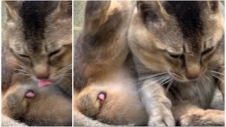 ωを舐めて、ち◯ち◯がピクピクする野良猫　【金玉　ふぐり】