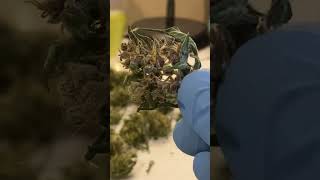 BUD TRIMMING: Dos-Si-Dos AutoFlower