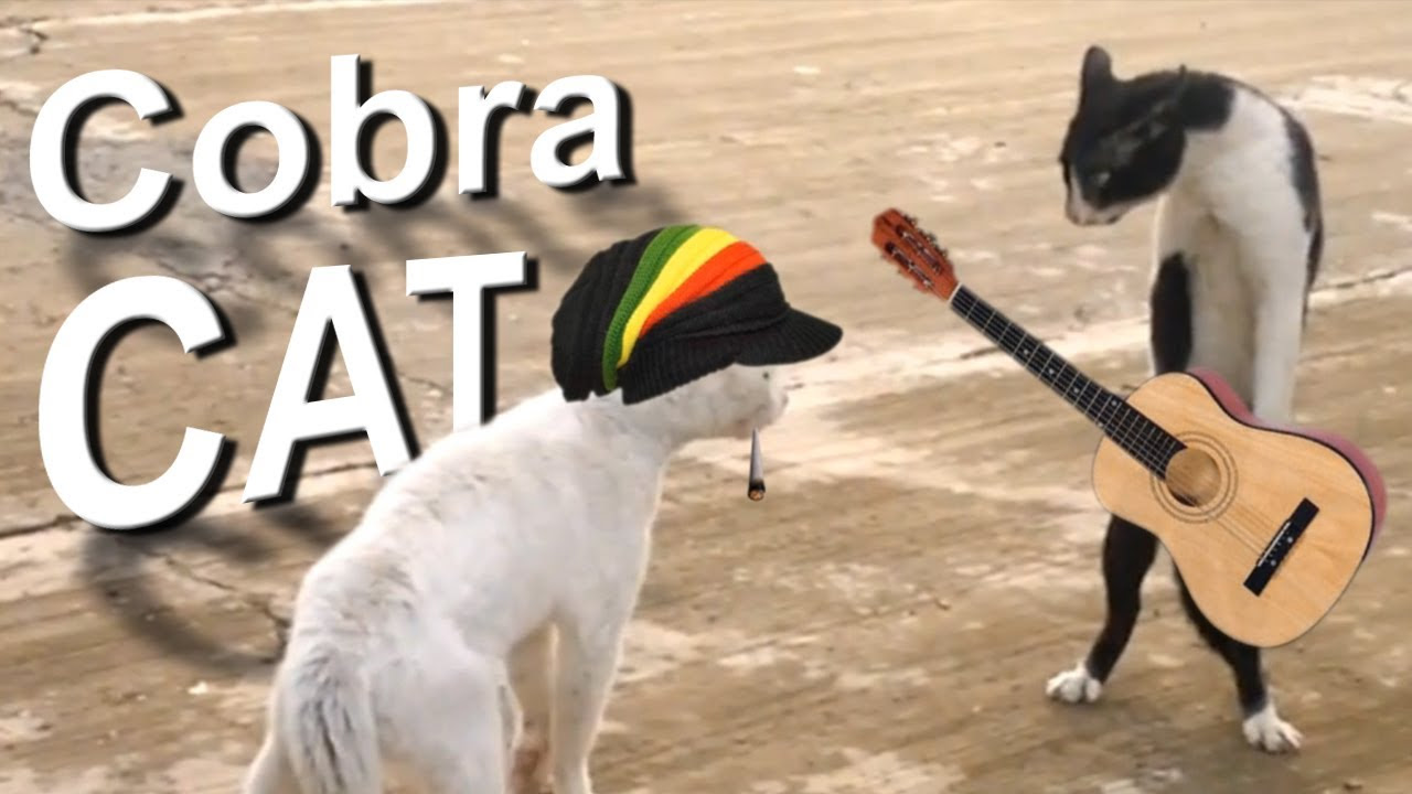 New Update COBRA CAT - PAROLE DE CHAT