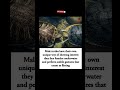 😅 Turtle flirting 101 🐢😍… underwater FACE‑OFF edition 🌊🔥, Male turle and female one!! #shorts #viral