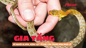 Gia tăng số người bị rắn, động vật có độc cắn trong mùa mưa lũ | Báo Phụ Nữ