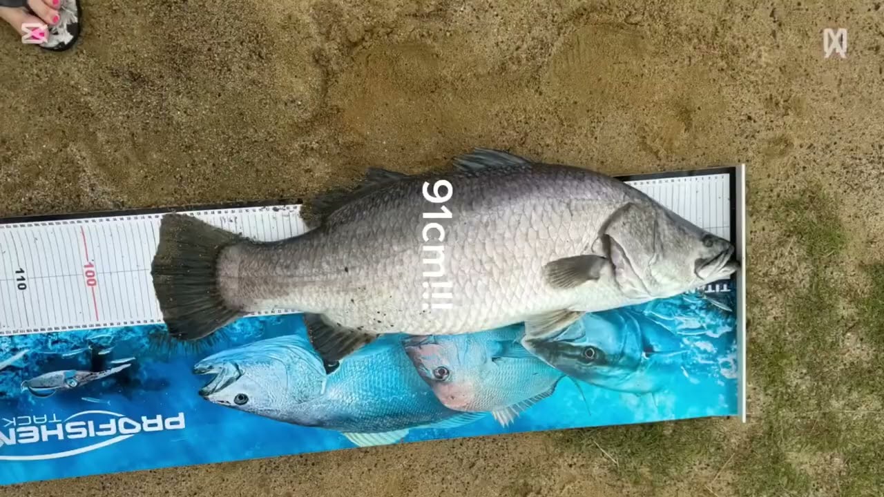(Flip Camera) Insane 91cm barramundi so stoked on this catch fought like a tiger Yewww😂🎣🐟