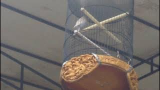 AKSI LOVEBIRD CINDERELLA GANTANG LANGSUNG NGEKEK SAMPAI AKHIR