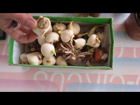 Video: Kalla zanbaq soğanlarını necə əkmək olar?