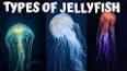 The Fascinating World of Jellyfish ile ilgili video