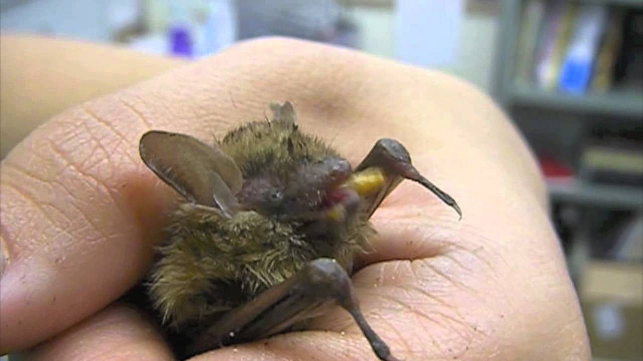 Bat Eating Mealworms YouTube