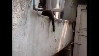 Crazy Cat Attacks - Funny Cat Videos for Kids Ever