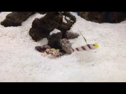 black ray goby tiger