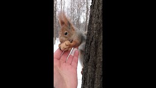 Приползли две белки - любительницы орехов / Two squirrels came crawling for nuts