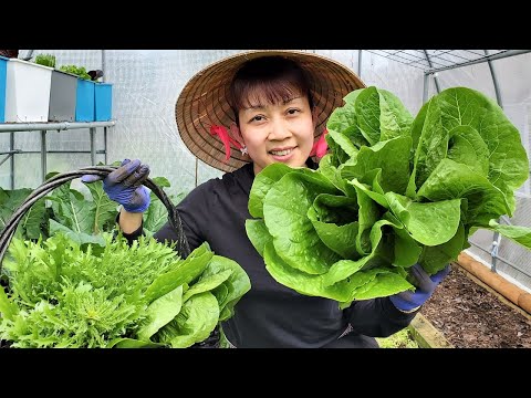 Video Chia sẻ cách trồng rau muống sao cho tươi tốt. Thu... - youtube