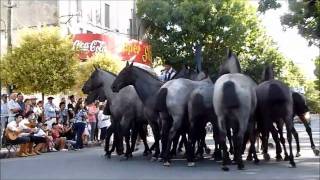 DESFILE TRADICIONALISTA