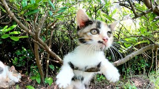 木の枝を猿のように飛び回りカメラを攻撃してくる子猫