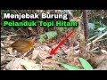 Menjebak Burung Pelanduk Topi Hitam