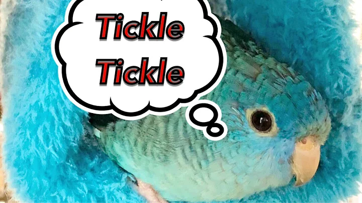 talking linnie parakeet says tickle tickle