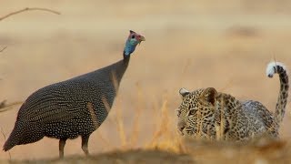 Leopard Cub Learns How To Hunt | BBC Earth Leopard Cub Learns How To Hunt | BBC Earth