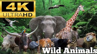 The Cutest Animal Friendships Ever Majestic Animals In The Wild || Desert discovery.#animals