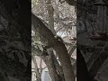 Squirrel munching on sunflower seeds. #squirrel #animals #backyard #nature  #shorts #shortsvideo