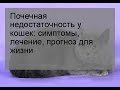 Почечная недостаточность у кошек: симптомы, лечение, прогноз для жизни