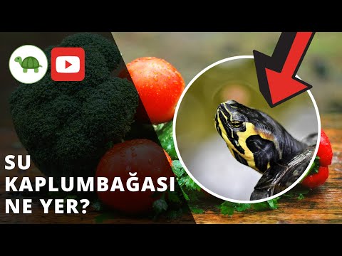 Video: Kırmızı Kulaklı Kaplumbağa Ne Yer?