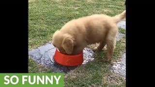 cute long haired dachshund