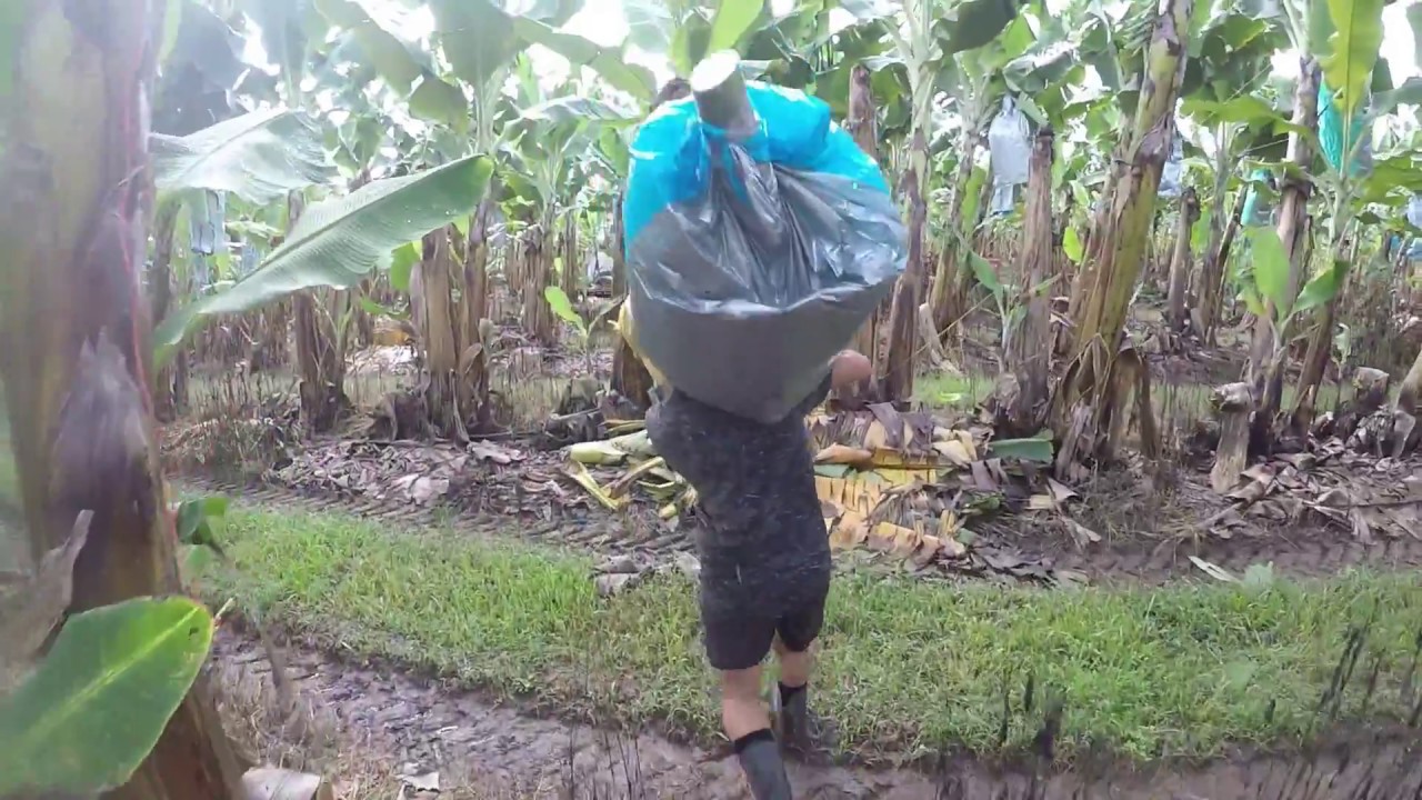 Banana Farm , Humping , 2nd year visa , Innisfail , Australia , Farm work , 88days YouTube