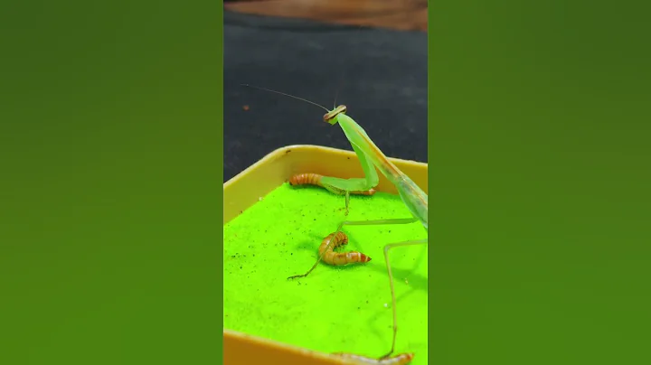 There are so many mealworms, but I didn't eat them. They ran away.