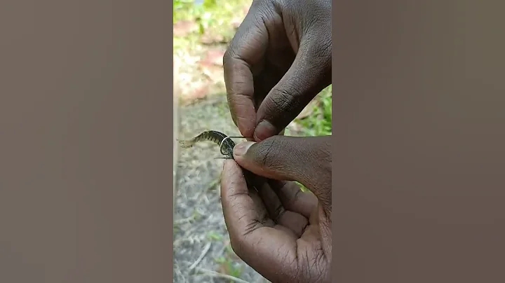 live bait for catching snake head🦈# fishing#AJFISHINGZONE - DayDayNews