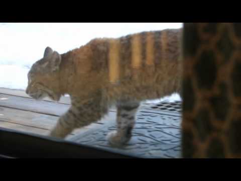 Video: Katsiektes: Wat Is Bobcatkoors En Waarom Is Dit Dodelik Vir Katte?