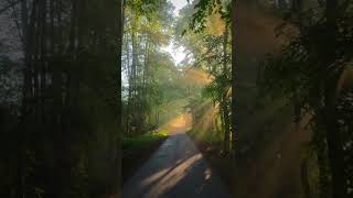 When the sun beams hit just right. Pure magic! ☀️🍃#MorningVibes #Sunbeams#Nature#memes#shorts
