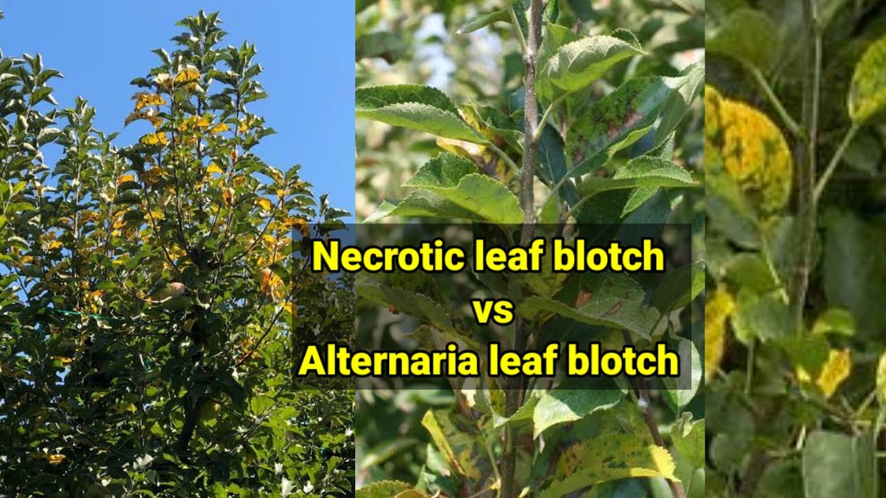 Necrotic leaf blotch vs Alternaria leaf blotch ##