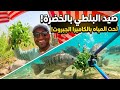 سر الصايدين المحترفين كيف تصطاد البلطي العملاق بالبقدونس والكزبرة فقط