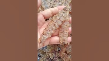 Khô Tôm Tít Cà Mau - Đặc Sản Cà Mau