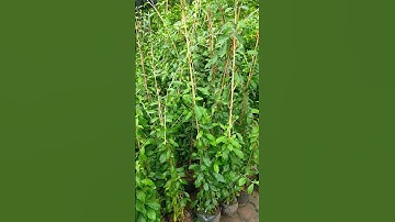 Bán cây cúc tần Ấn Độ hàng bầu to