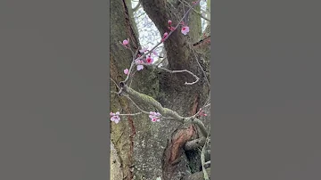 Early cherry blossom 🌸 #spring #shorts #flowers #cherryblossom #france #桜の花 #spring #nature