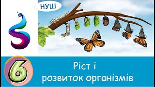 Ріст і розвиток організмів