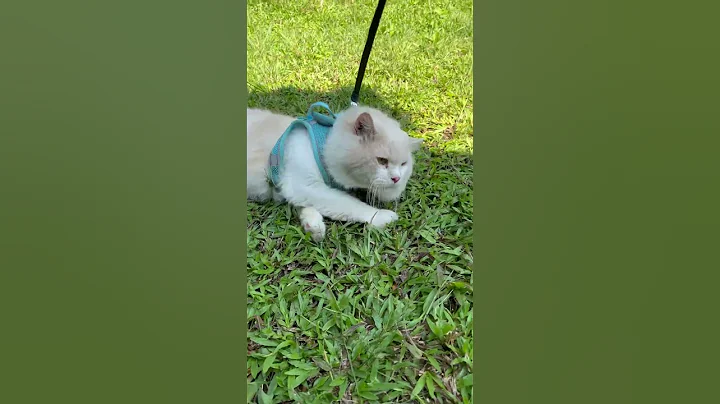 Video 10971811: cat sun bathing, cute cat sun bathing, cat kucing cute, cat walk cute